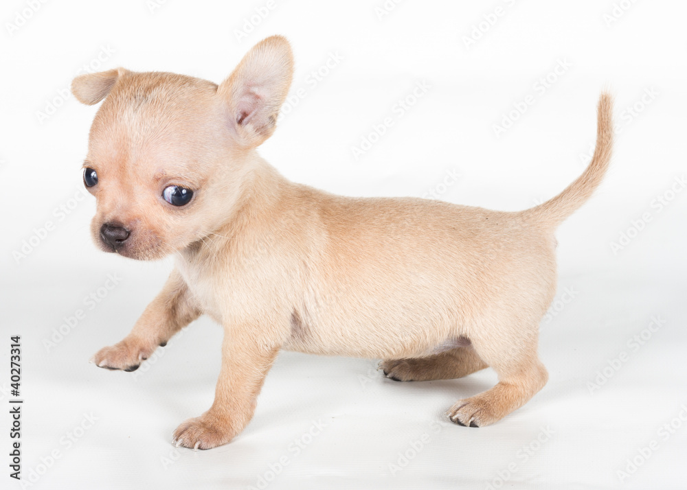 chihuahua puppy in front of a white background chihuahua puppy in front of a white background