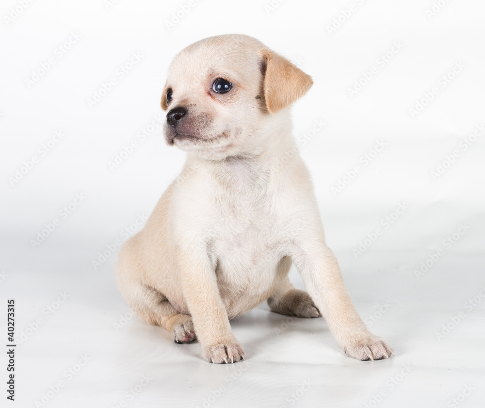 chihuahua puppy  in front of a white background