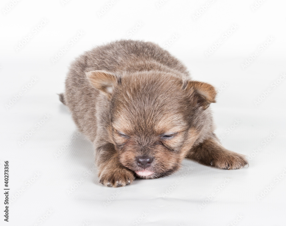 chihuahua puppy in front of a white background chihuahua puppy in front of a white background