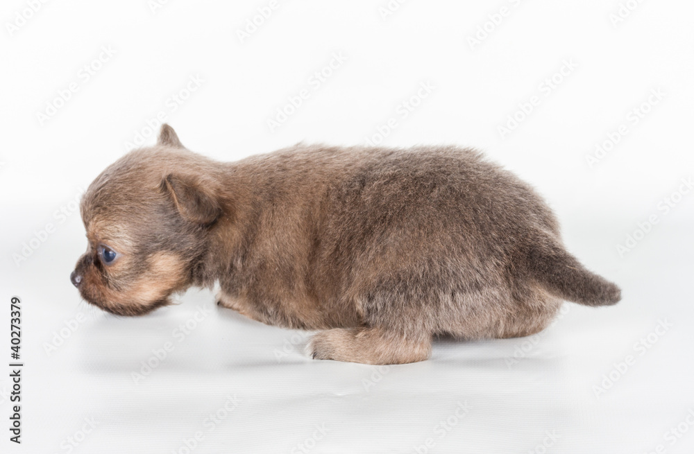 chihuahua puppy in front of a white background chihuahua puppy in front of a white background