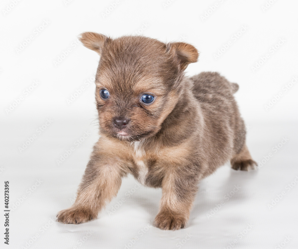 chihuahua puppy in front of a white background chihuahua puppy in front of a white background