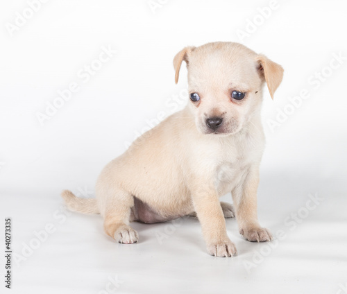 chihuahua puppy  in front of a white background © Andrei Starostin