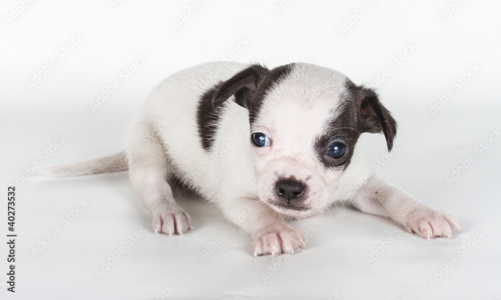 chihuahua puppy in front of a white background chihuahua puppy in front of a white background