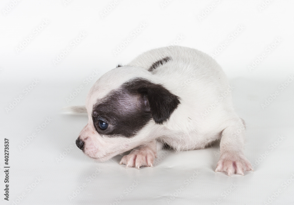 chihuahua puppy in front of a white background chihuahua puppy in front of a white background