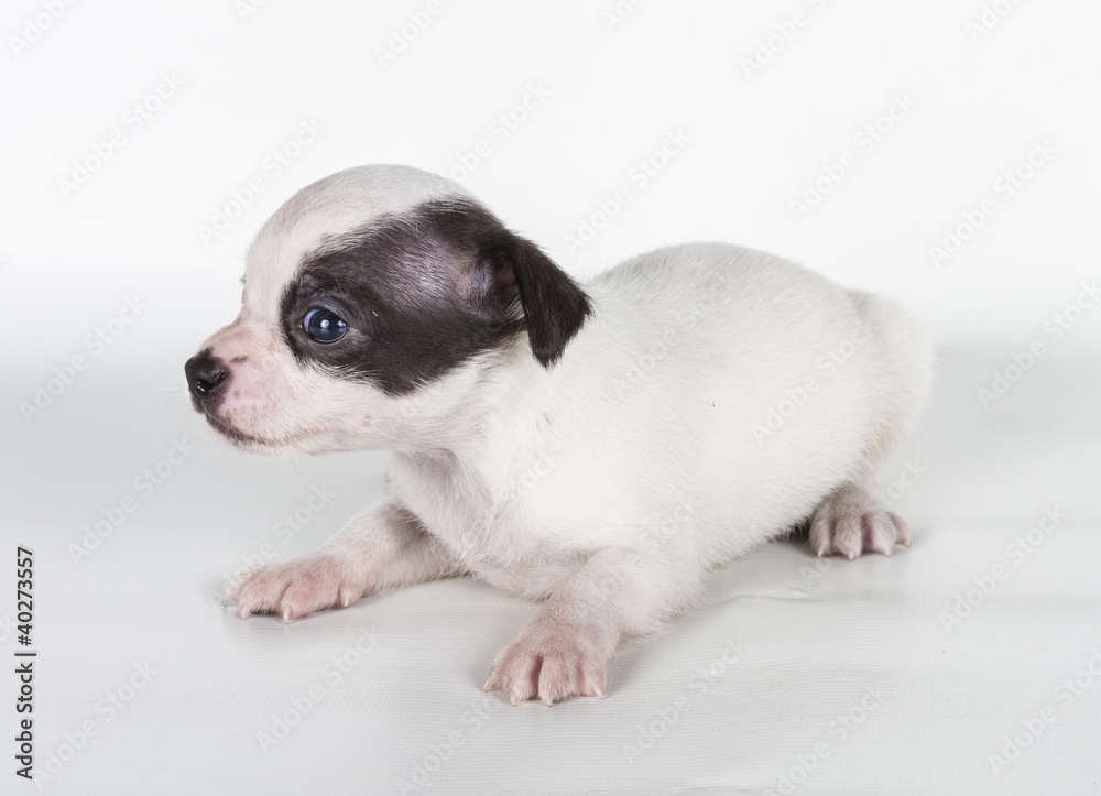chihuahua puppy  in front of a white background