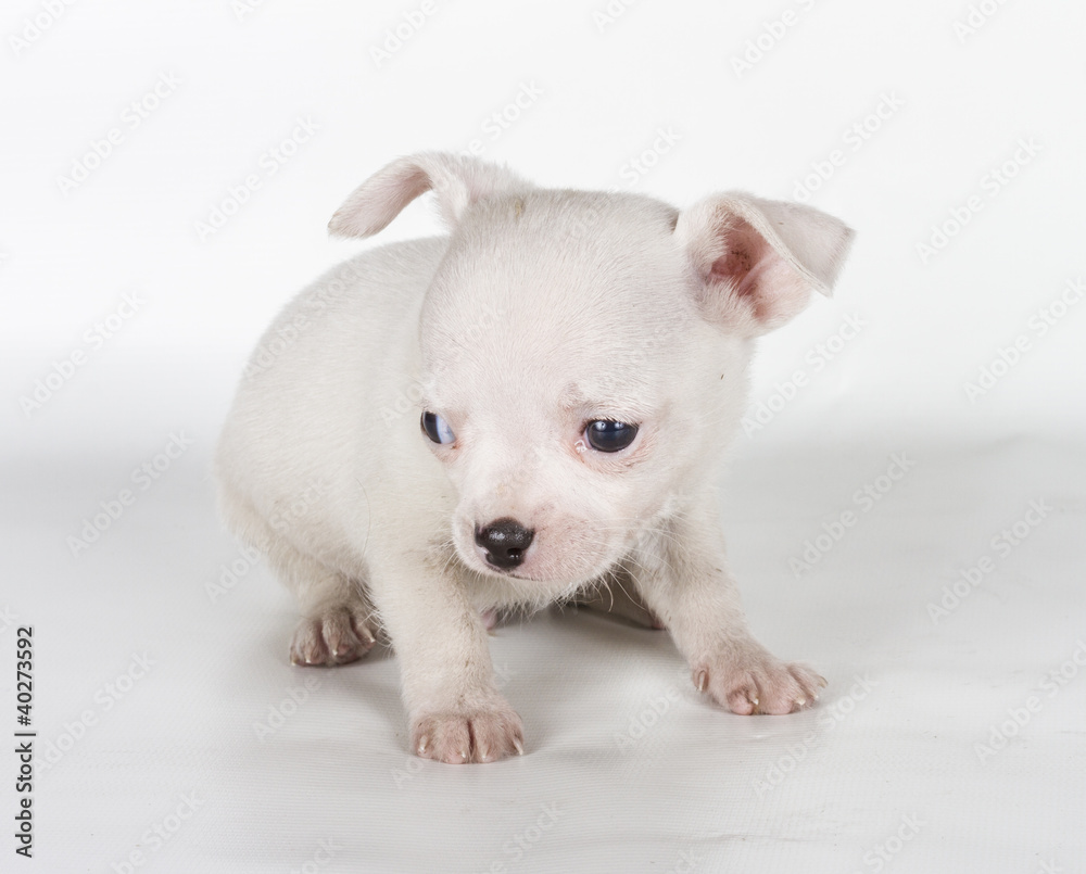 chihuahua puppy in front of a white background chihuahua puppy in front of a white background