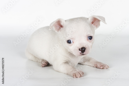 chihuahua puppy in front of a white background