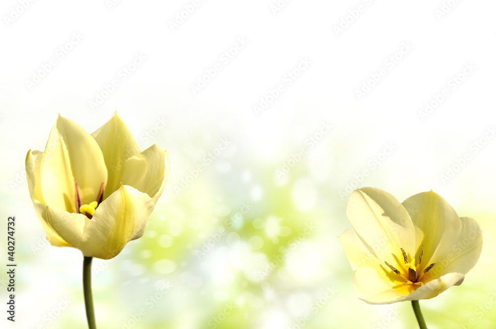 Naklejka premium tulipan