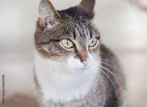 cat standing on the floor