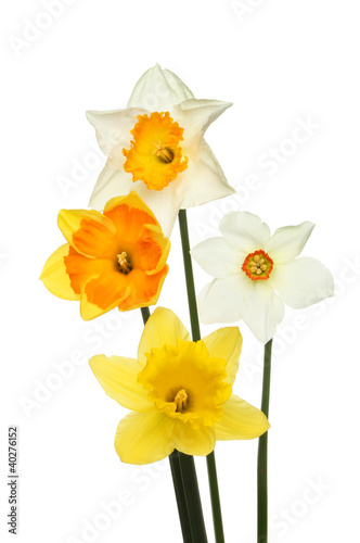 Fototapeta Naklejka Na Ścianę i Meble -  Daffodil selection