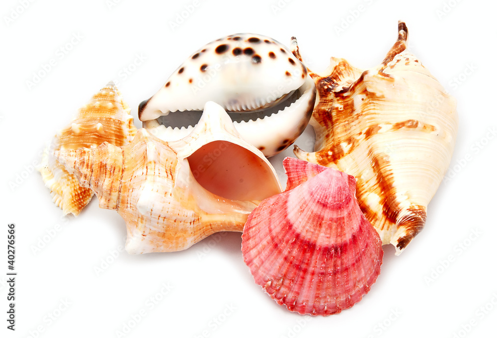Set of sea shells.