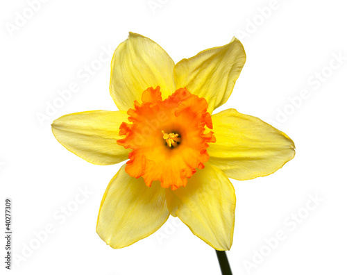 Flower of a narcissus on a white background