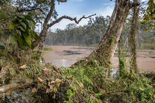 Chitwan National Park in Nepal photo