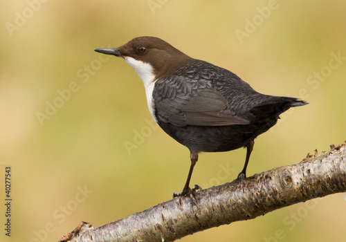 Dipper on a branch Fototapeta