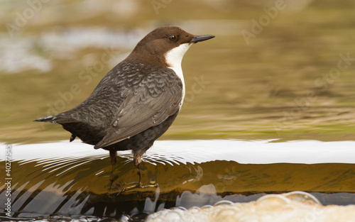 Canvastavla Dipper in the water