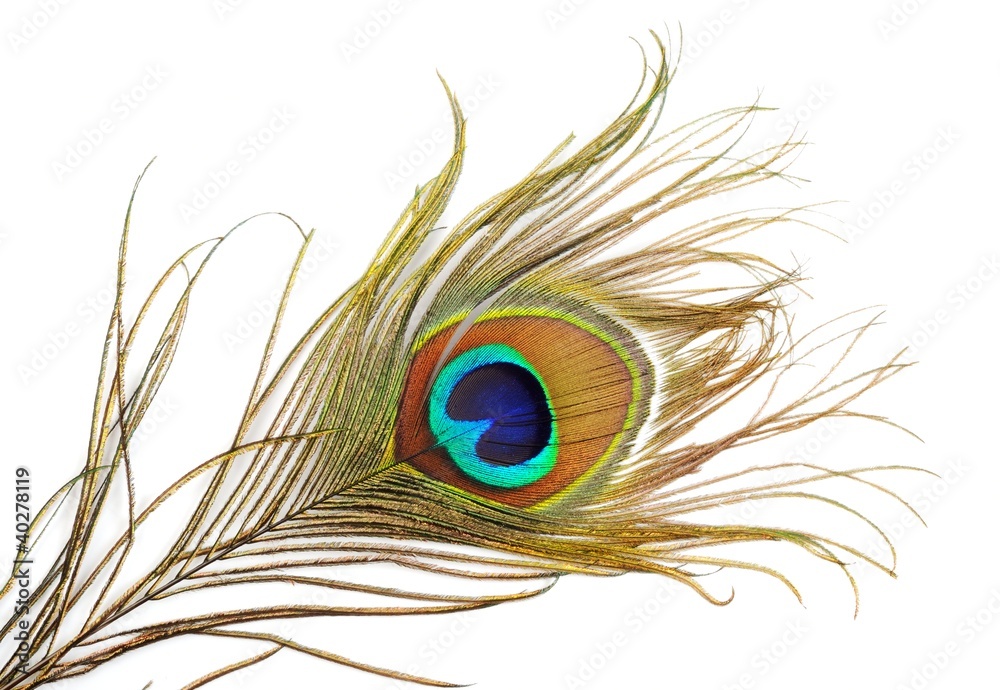 Obraz premium Peacock feather