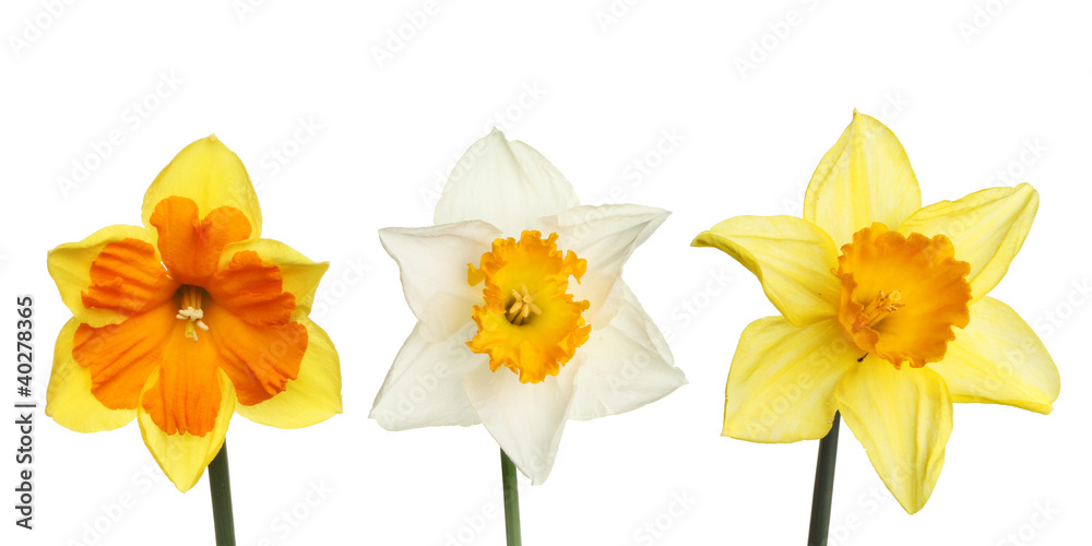 Obraz premium Three daffodils