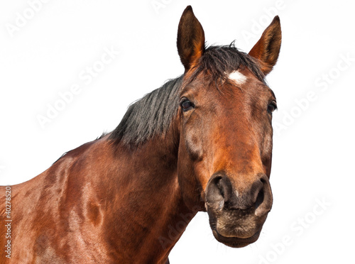 Cheval -  Fond blanc