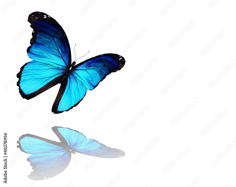 Morpho blue butterfly flying, isolated on white background Stock ...