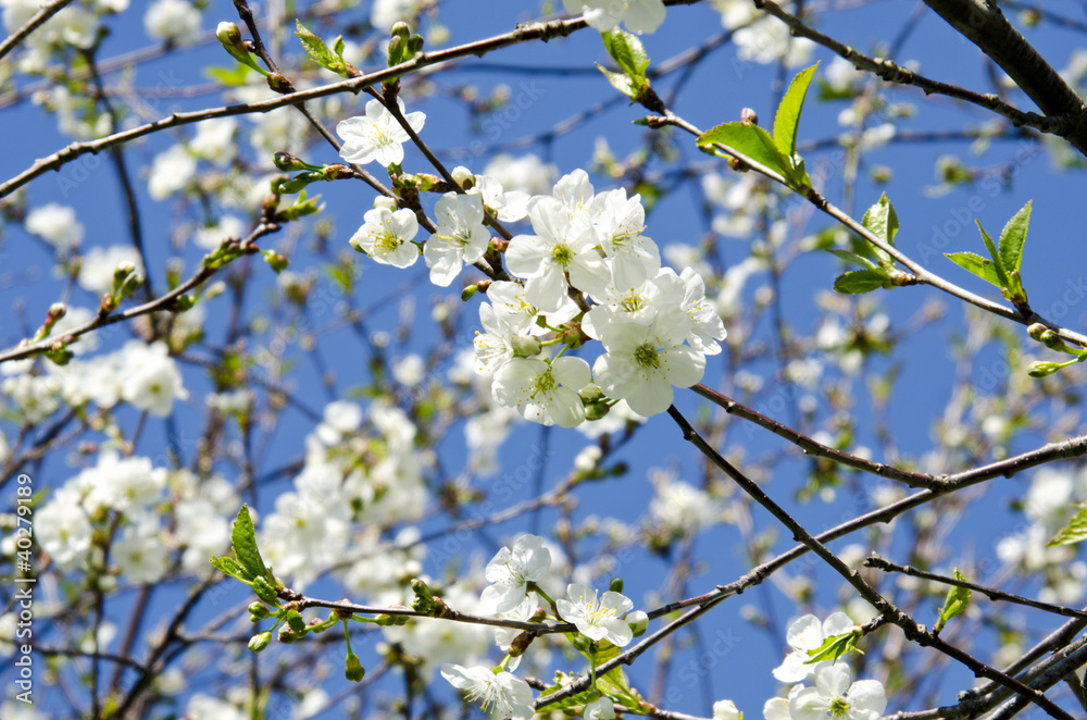 blooming apple tree branch on background of sky blooming apple tree branch on background of sky