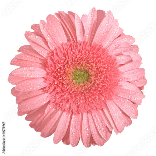 Pink Gerbera flower isolated front view