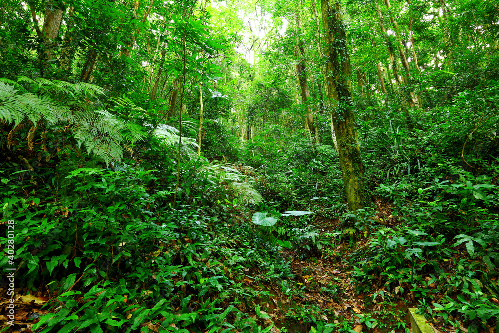 Fototapeta premium Tropical Rainforest Landscape