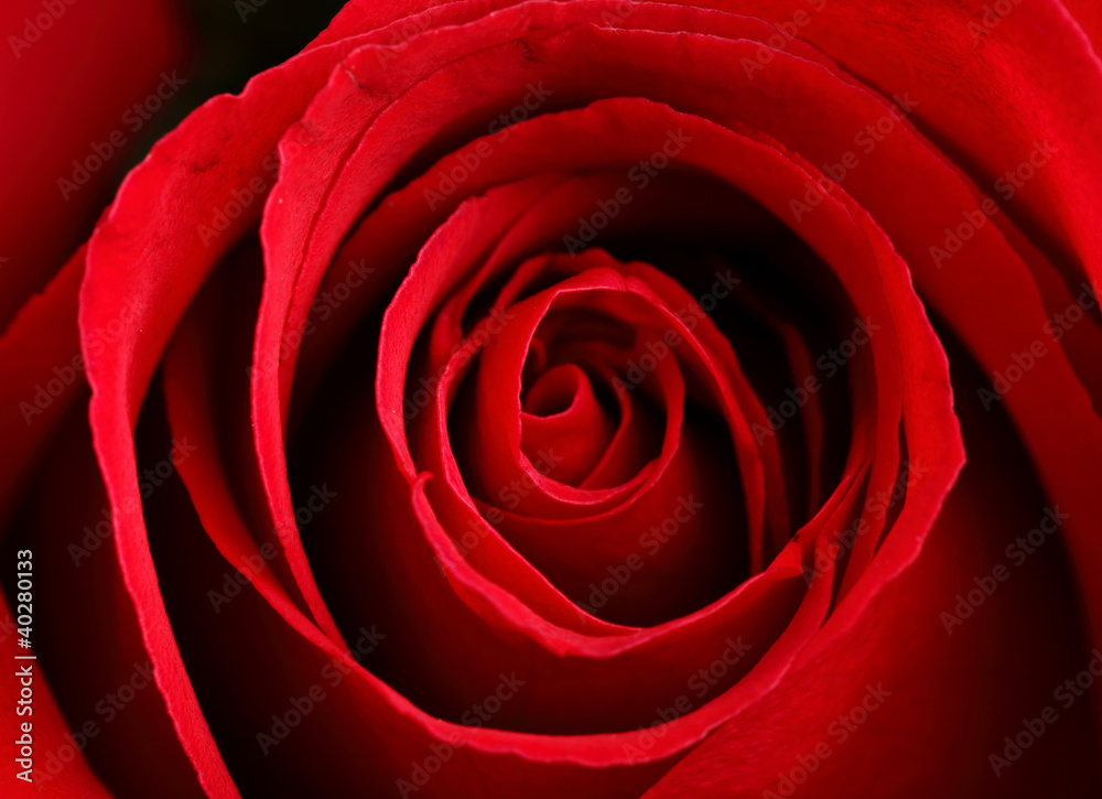close up red rose