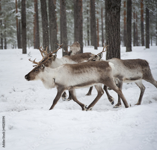 reindeer