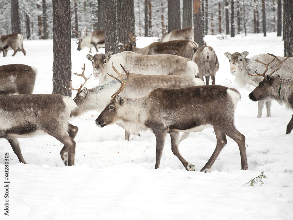 reindeer reindeer