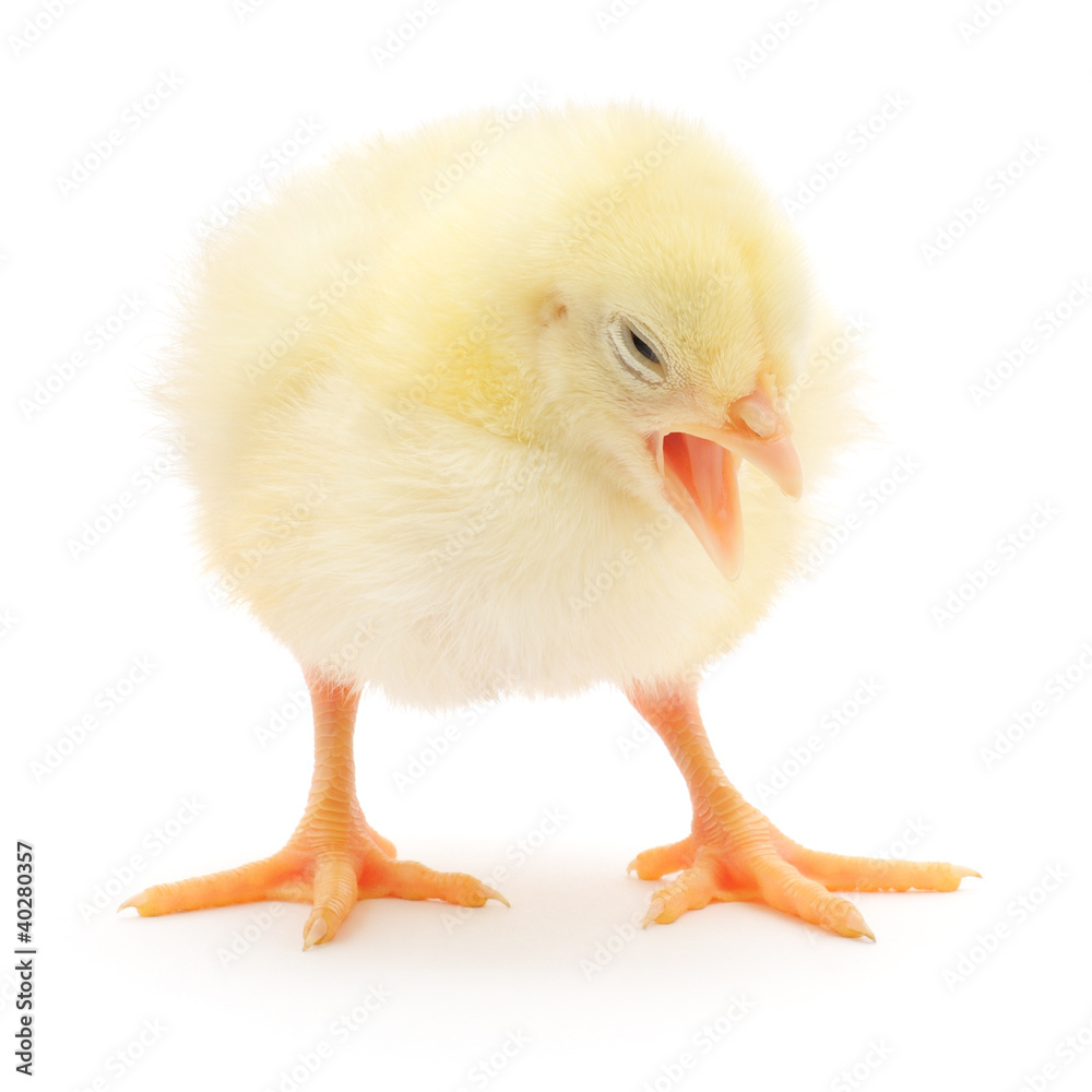 Obraz premium Small chicken