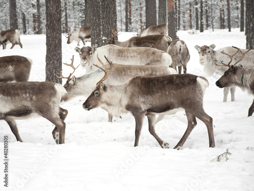 reindeer © Andreas Gradin