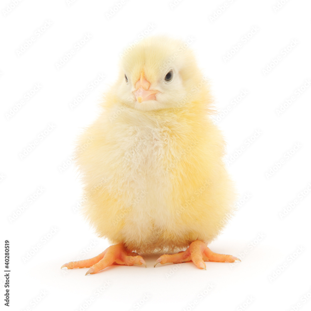 Small chicken Small chicken