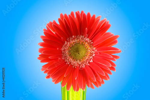 Gerbera flower against gradient background