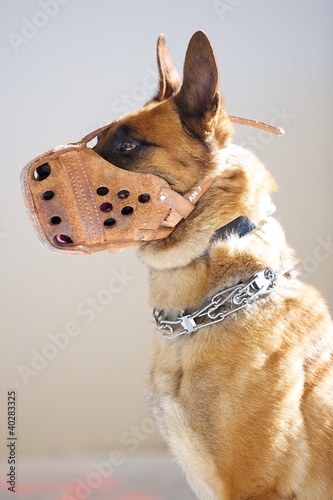 Muzzled police dog