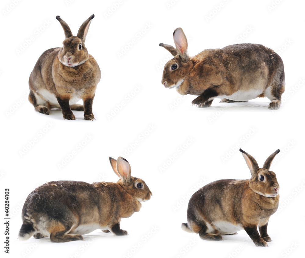 Adorable rabbit isolated on a white background Adorable rabbit isolated on a white background