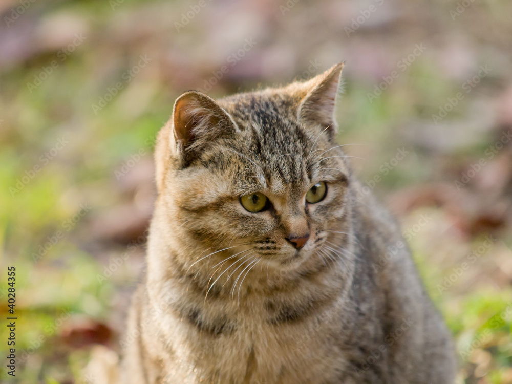 Obraz premium Kot siedzi