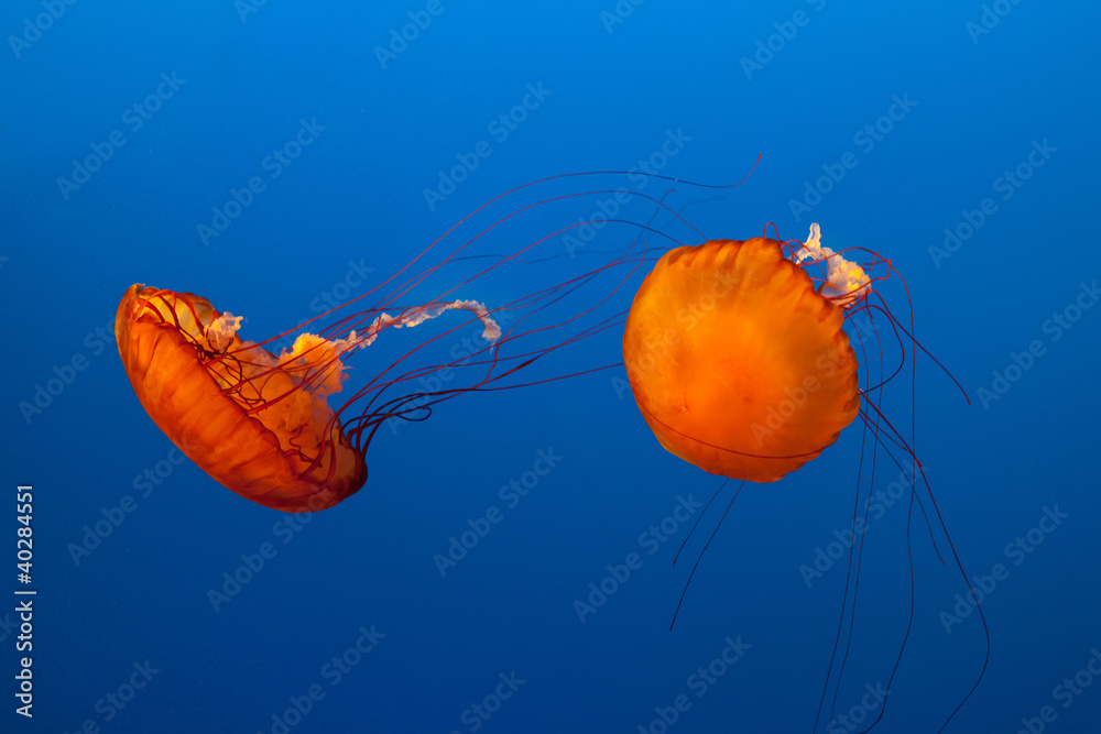 Fototapeta premium jellyfish