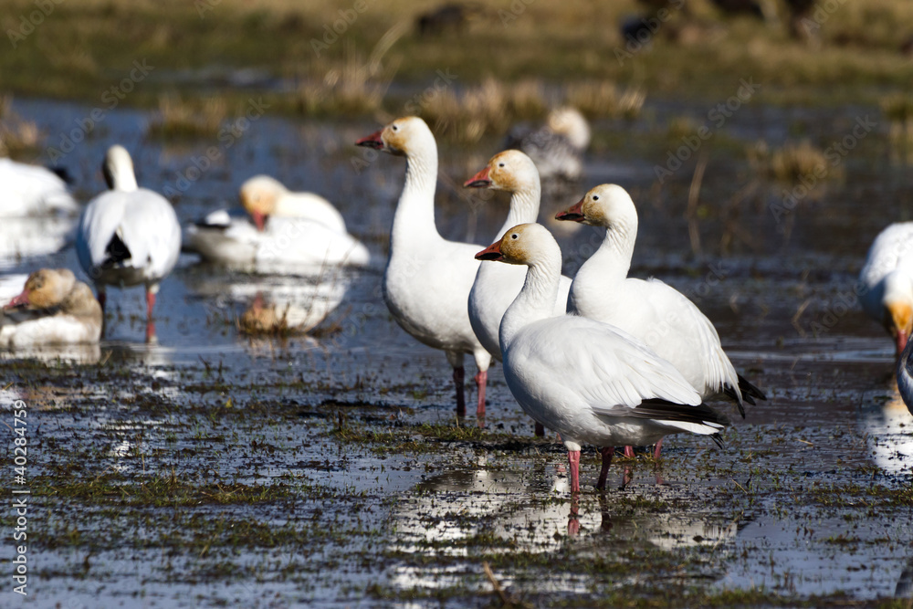 Obraz premium Gęś śnieżna