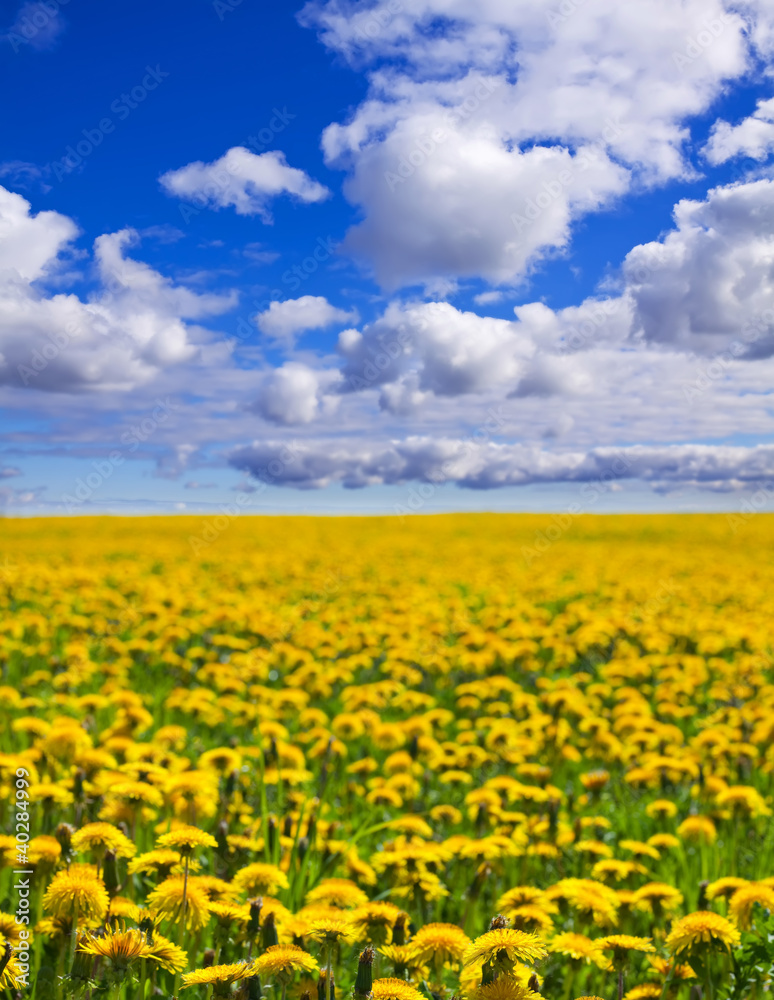 Obraz premium Summer landscape with dandelion meadow