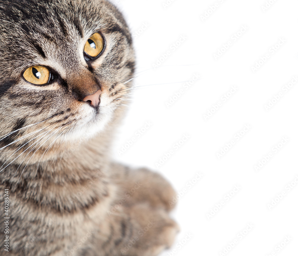 the cat is isolated on a white background
