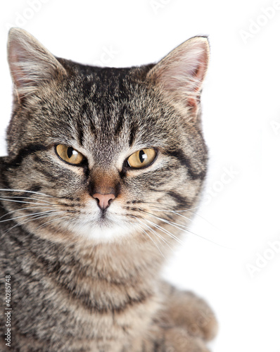 the cat is isolated on a white background