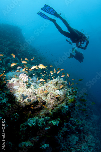 shilouetted scuba divers swim over reef