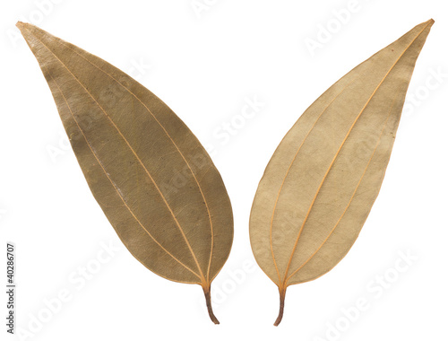 close up of bay leaves isolated on white © fkruger