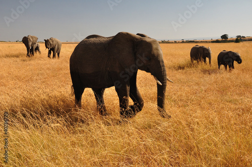 Elephants