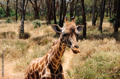 Rothschild giraffe photo