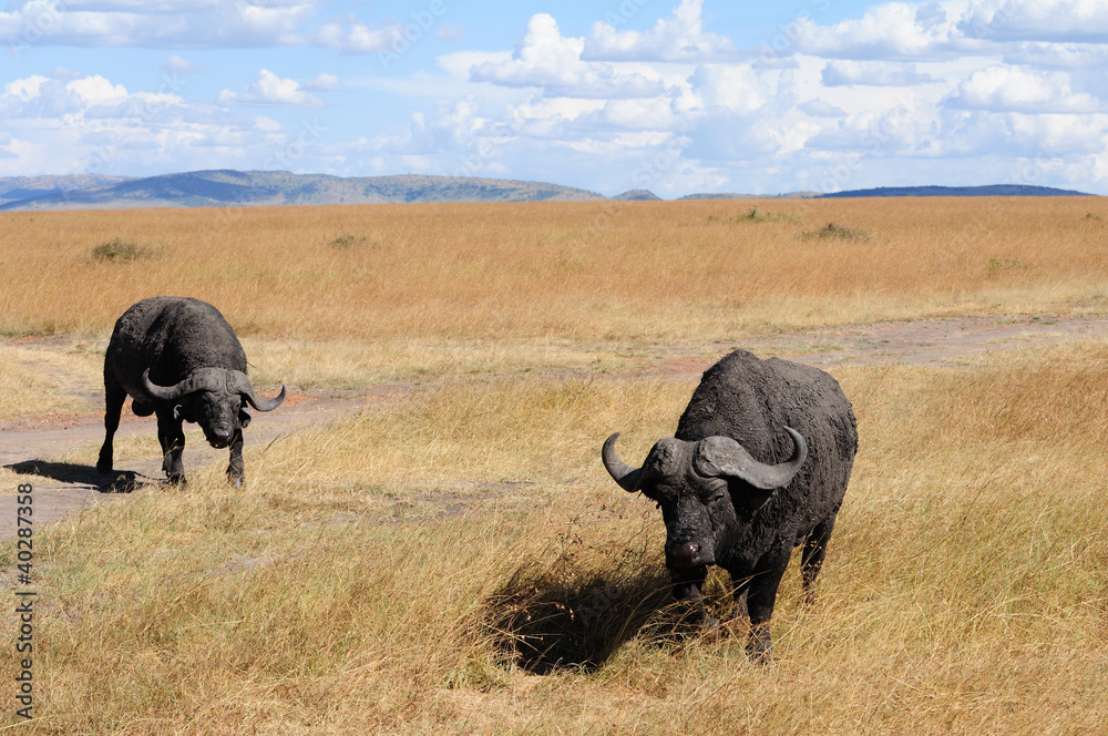 Fototapeta premium buffalo