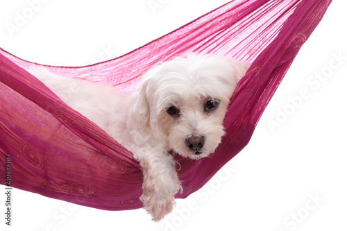 Billede på lærred Pampered puppy lying in hammock