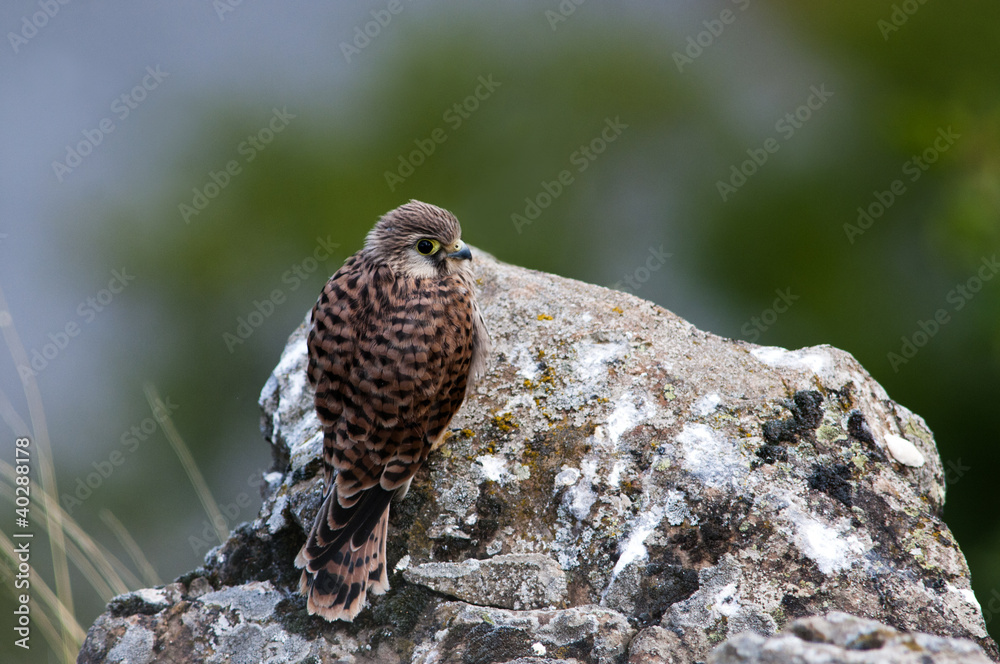 Juvenile Kestrel (Falco tinnunculus), Greece Juvenile Kestrel (Falco tinnunculus), Greece