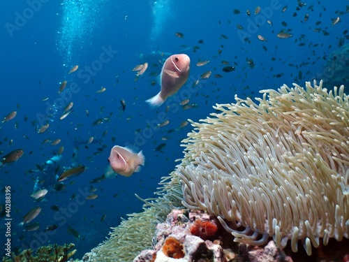 Pink Anemonefish - Amphiprion perideraion photo