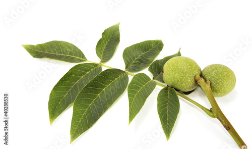 walnut in a cover
